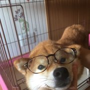 四つ葉🍀画像