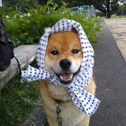 小鉄画像