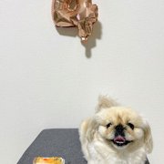 ネネ画像