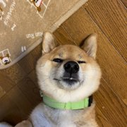 くま画像