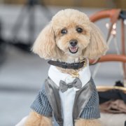 コロン🐕画像