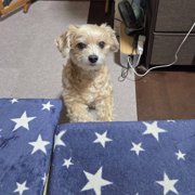 レオ画像