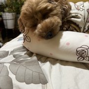 ポポ画像