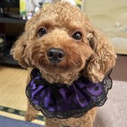 レオ画像