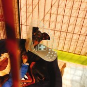 カーメロ画像