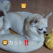 あんず画像