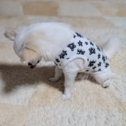 ちーた画像