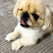 ネネ画像