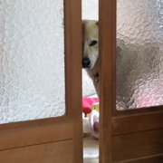 こころ画像