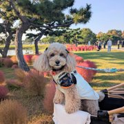 コロン🐕画像