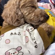ポポ画像