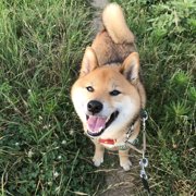 くま画像