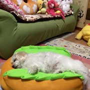 ショコラ画像