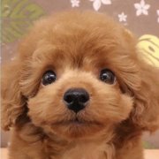コブちゃん💥画像