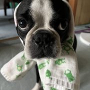カブト画像