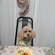 コロン🐕画像