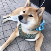 くま画像