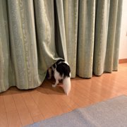 ピノ画像