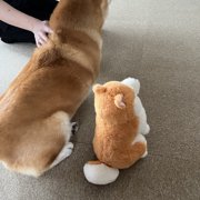ふく画像