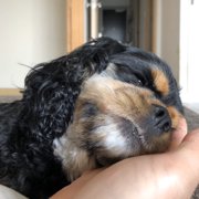 はな画像