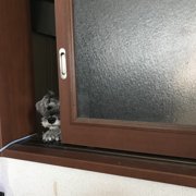 vivi画像