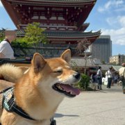 豆助画像