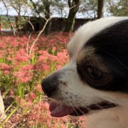 ピノ画像