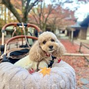 コロン🐕画像