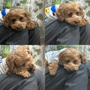 ポポ画像
