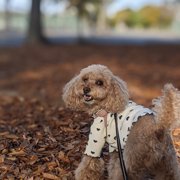 コロン🐕画像