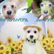 ショコラ画像