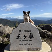 ピノ画像