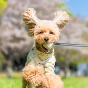 コロン🐕画像