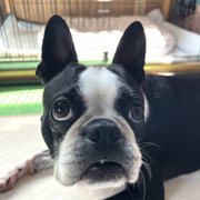 カブト画像
