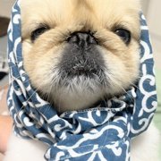 ネネ画像