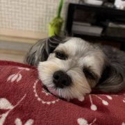 ゴンちゃん画像