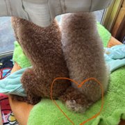 ココとレオ画像
