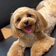 さくら画像