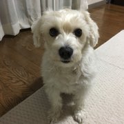 ヒナ画像