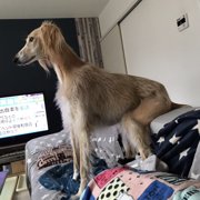 ジュエル 画像