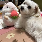 ショコラ画像
