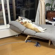 おいなり画像