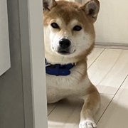 トラ画像