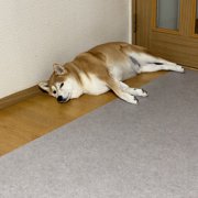 ふく画像