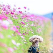 コロン🐕画像