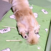 ネネ画像