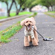 コロン🐕画像