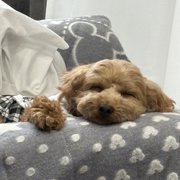 ポポ画像