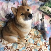 くま画像