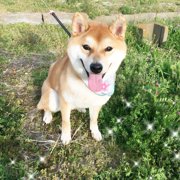 ももた画像